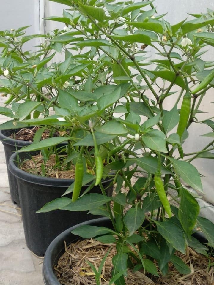 Green Chilli Plant at Ideation Center