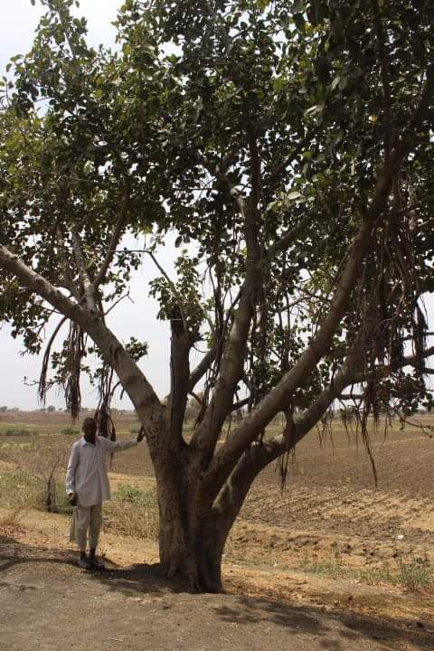 poona kaka with tree