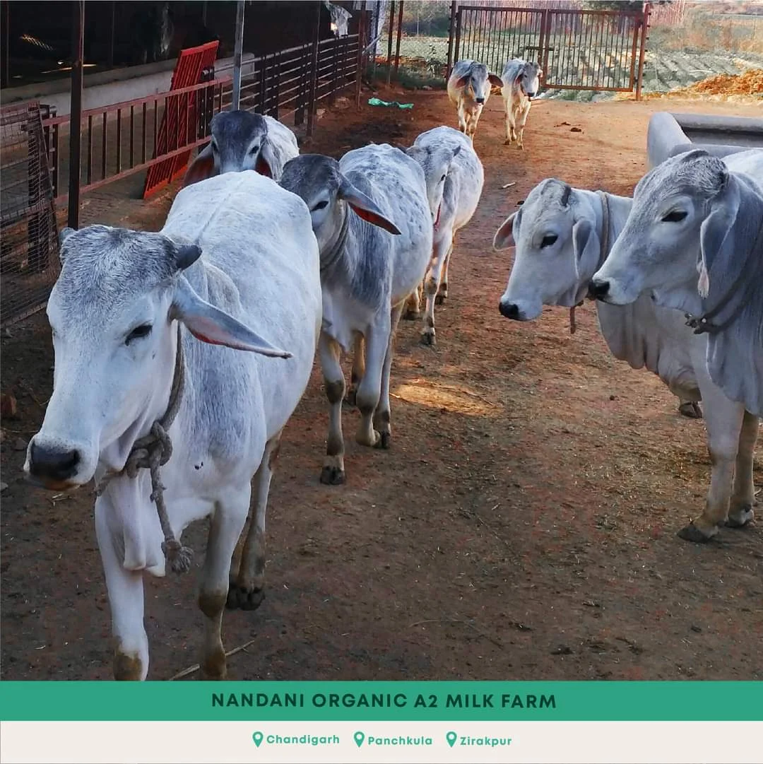 Nandini organic milk- Saurav Malik