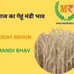 आज का गेहूं, चावल मंडी भाव Gehun, Chawal Mandi Bhav 14 January 2023