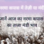 आज का कपास नरमा मंडी भाव Kapas-Narma Mandi Bhav Today 24 January 2023